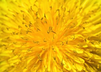 Unlocking the Secrets of Natural Water Filtration: A Sustainable Approach