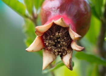 Ultimate Guide to Survival Gardening: Grow Your Own Food Anywhere