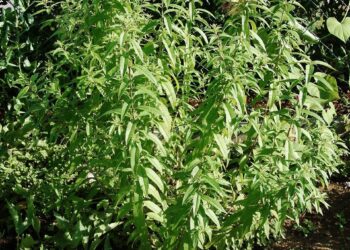 Ultimate Guide to Choosing the Best Emergency Food Supplies for Your Family