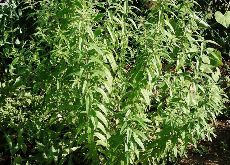 Ultimate Guide to Choosing the Best Emergency Food Supplies for Your Family