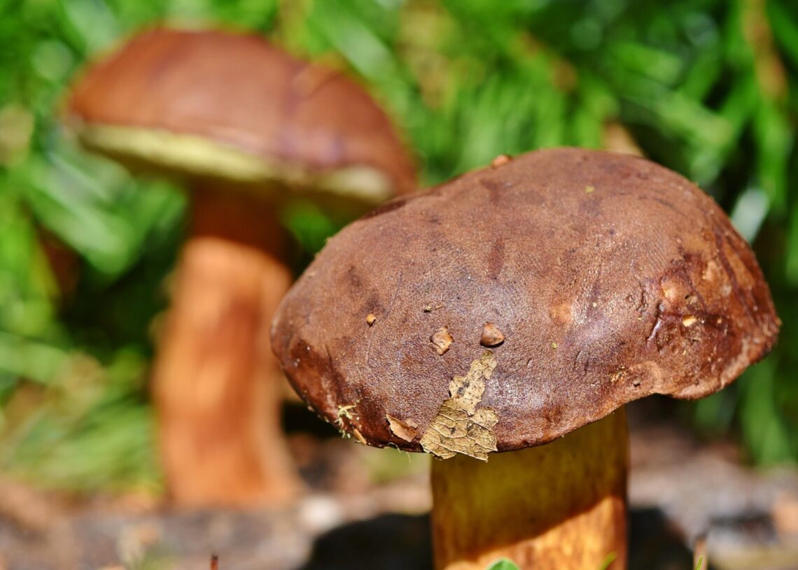 Discover the Thrills of Wild Foraging: A Beginner's Guide