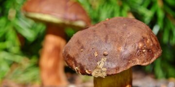 Discover the Thrills of Wild Foraging: A Beginner's Guide
