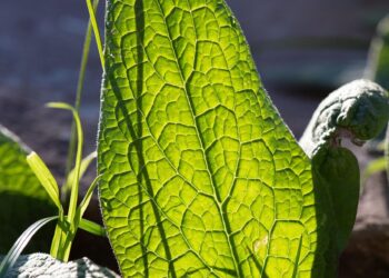 Unlock the Secrets of Water Purification: A Beginner’s Guide