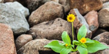 Top 5 Water Collecting Techniques for Sustainable Living