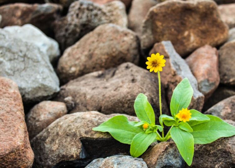 Top 5 Water Collecting Techniques for Sustainable Living