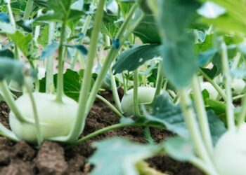 5 Essential Techniques for Effective Food Preservation You Need to Know