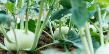 5 Essential Techniques for Effective Food Preservation You Need to Know