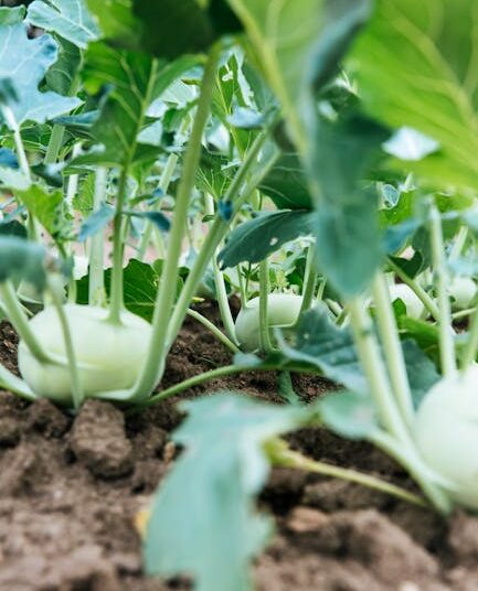 5 Essential Techniques for Effective Food Preservation You Need to Know