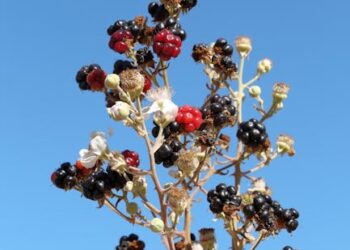 10 Essential Edible Survival Plants You Need to Know