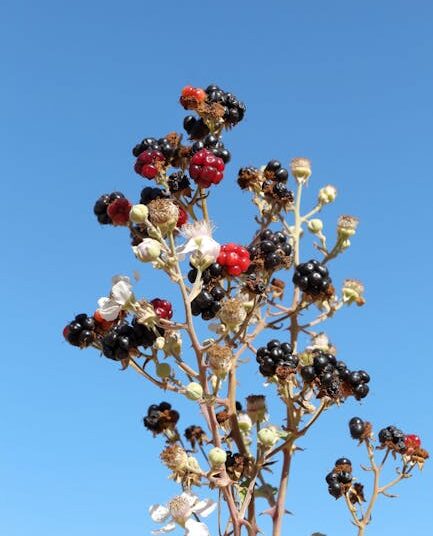 10 Essential Edible Survival Plants You Need to Know